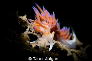 Snooted nudi with eggs from Bodrum/Turkey by Taner Atilgan 